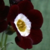 Auricula Trudy - Abriachan Nurseries